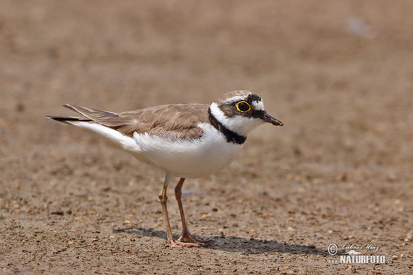 Kulík říční (Charadrius dubius)