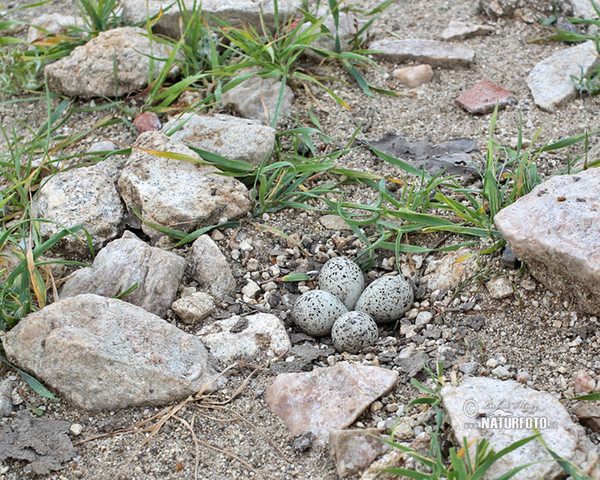 Kulík říční (Charadrius dubius)