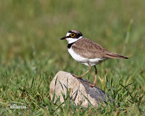 Kulík říční (Charadrius dubius)