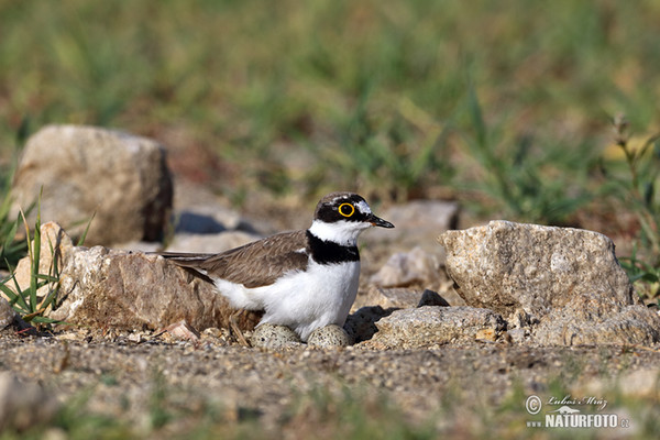 Kulík říční (Charadrius dubius)