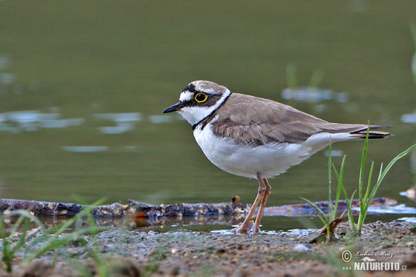 Kulík říční (Charadrius dubius)