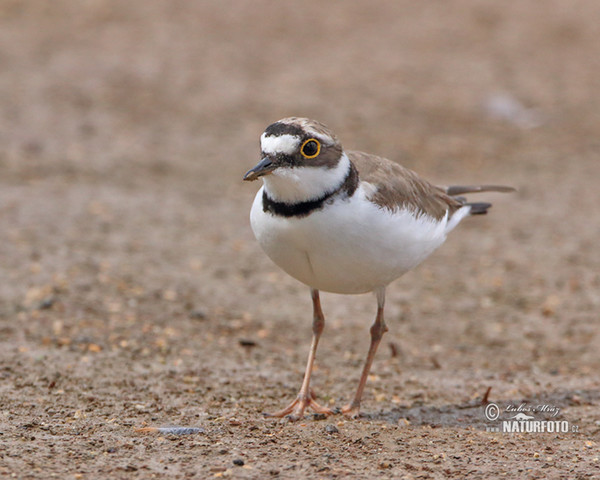 Kulík říční (Charadrius dubius)