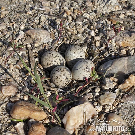 Kulík riečny (Charadrius dubius)