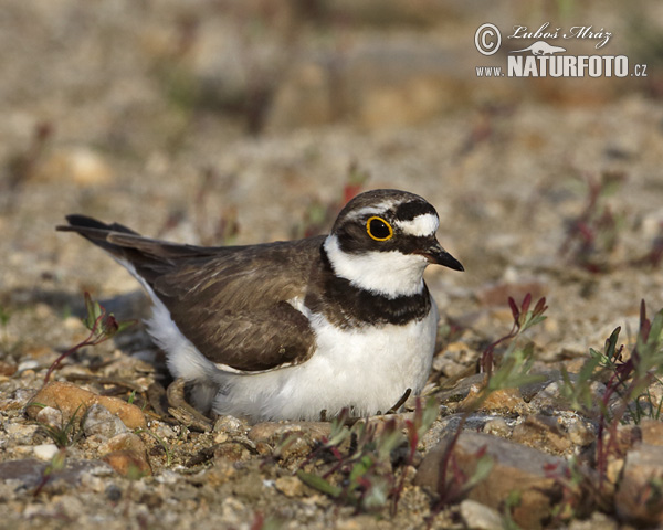 Kulík riečny (Charadrius dubius)