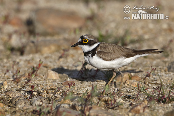 Kulík riečny (Charadrius dubius)