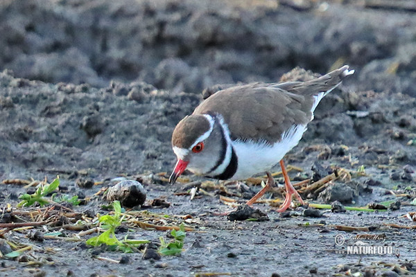 Kulík třípásý (Charadrius tricollaris)