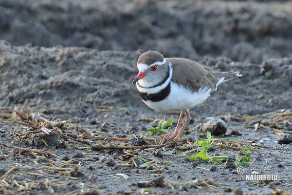 Kulík třípásý (Charadrius tricollaris)