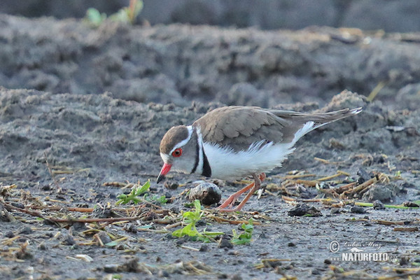 Kulík třípásý (Charadrius tricollaris)