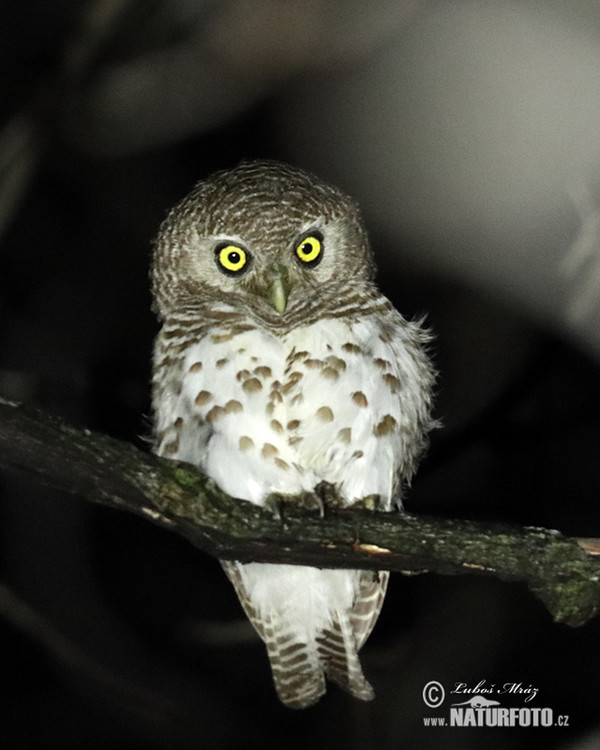 Kulíšek africký (Glaucidium capense)