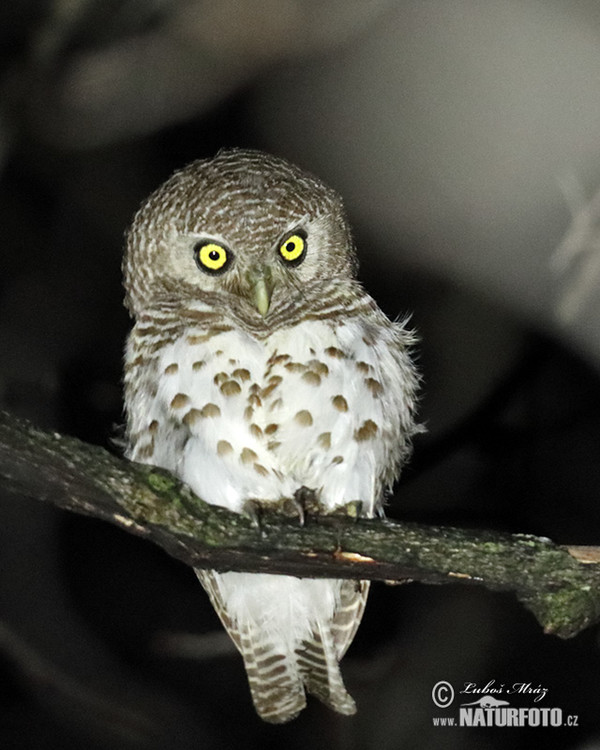 Kulíšek africký (Glaucidium capense)