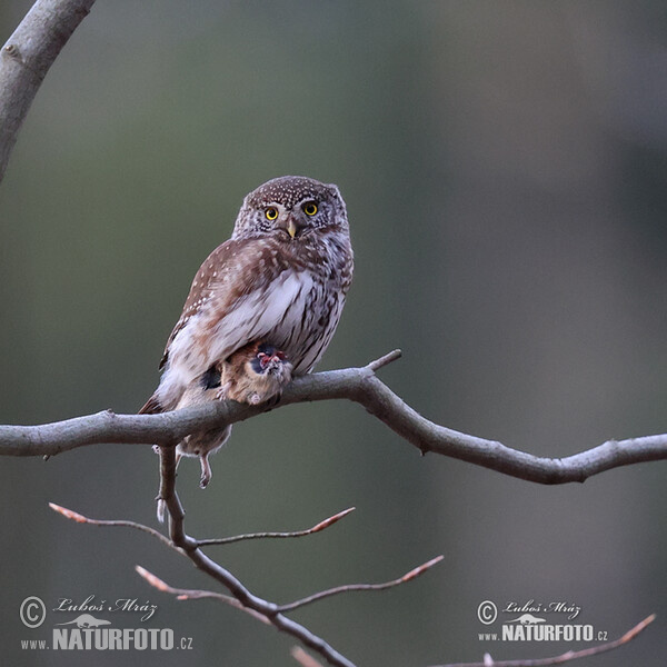 Kulíšek nejmenší (Glaucidium passerinum)