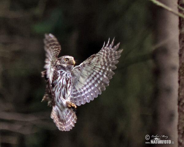 Kulíšek nejmenší (Glaucidium passerinum)