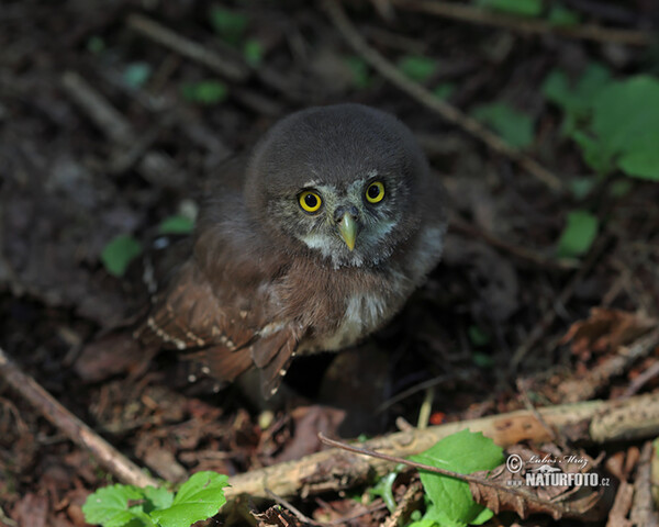 Kulíšek nejmenší (Glaucidium passerinum)
