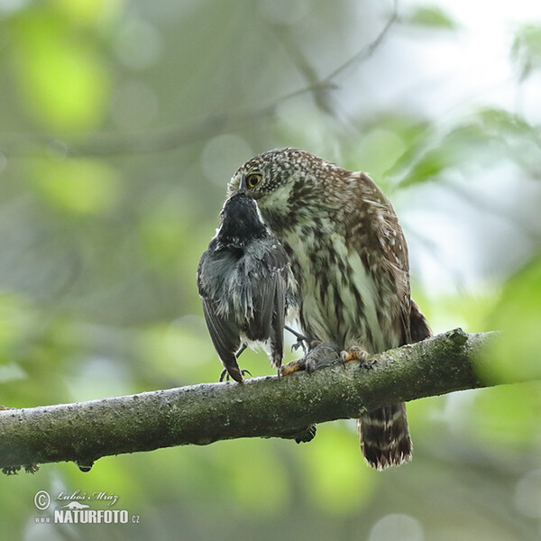 Kulíšek nejmenší (Glaucidium passerinum)