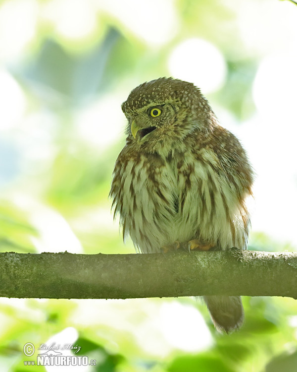 Kulíšek nejmenší (Glaucidium passerinum)