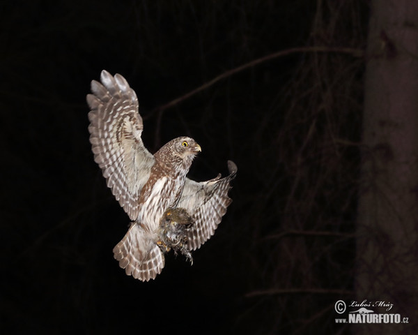 Kulíšek nejmenší (Glaucidium passerinum)