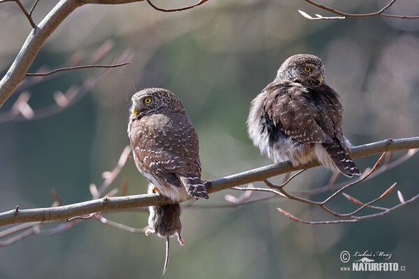 Kulíšek nejmenší (Glaucidium passerinum)