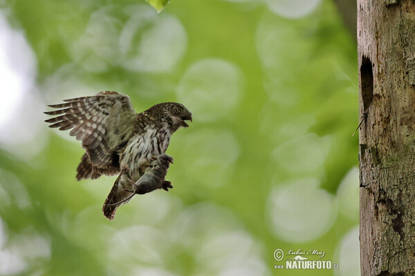 Kulíšek nejmenší (Glaucidium passerinum)