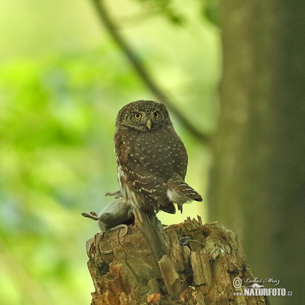 Kulíšek nejmenší (Glaucidium passerinum)