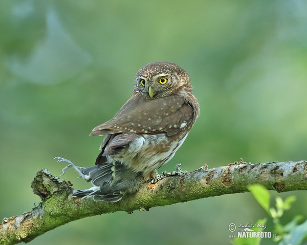 Kulíšek nejmenší (Glaucidium passerinum)