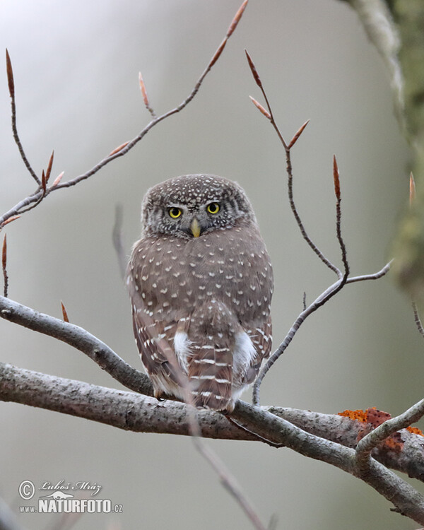 Kulíšek nejmenší (Glaucidium passerinum)