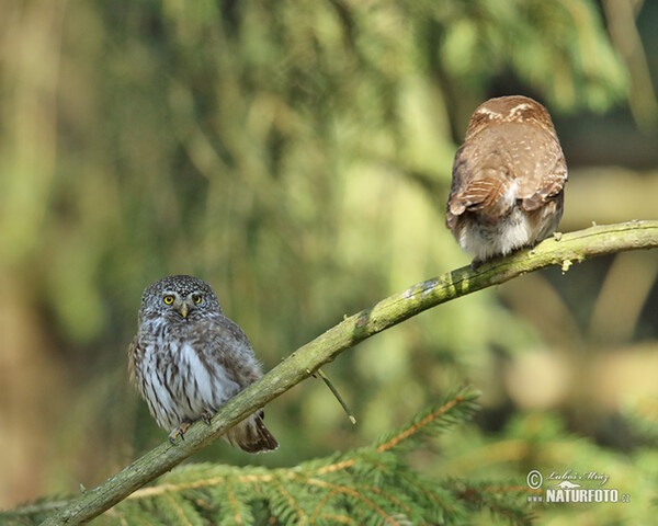 Kulíšek nejmenší (Glaucidium passerinum)