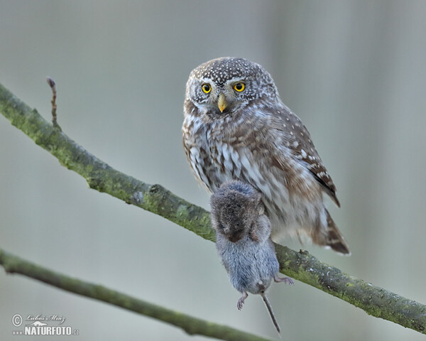 Kulíšek nejmenší (Glaucidium passerinum)