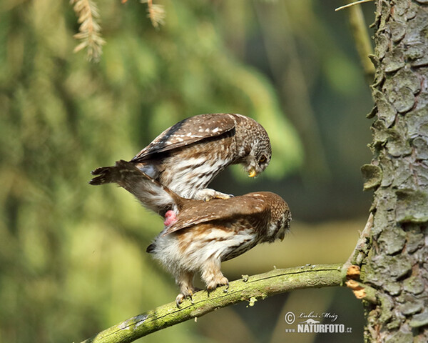 Kulíšek nejmenší (Glaucidium passerinum)