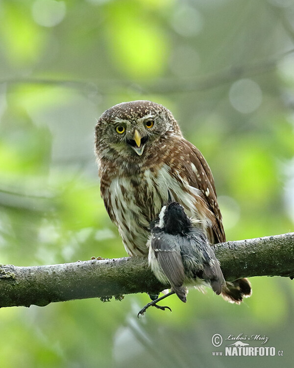 Kulíšek nejmenší (Glaucidium passerinum)