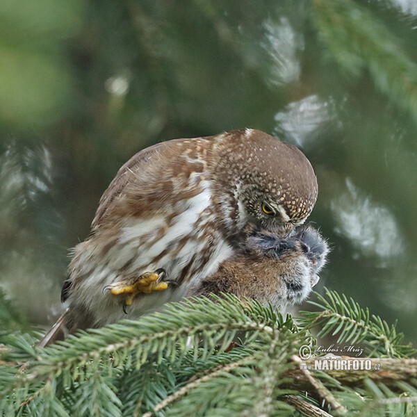 Kulíšek nejmenší (Glaucidium passerinum)