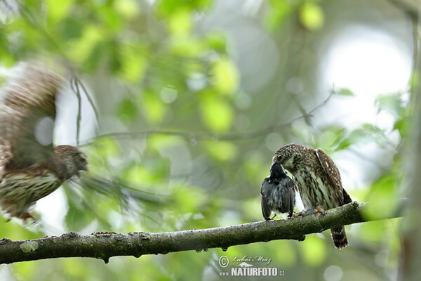 Kulíšek nejmenší (Glaucidium passerinum)