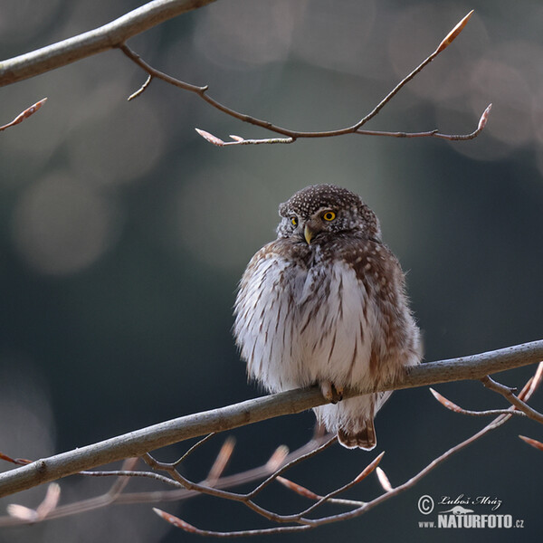 Kulíšek nejmenší (Glaucidium passerinum)