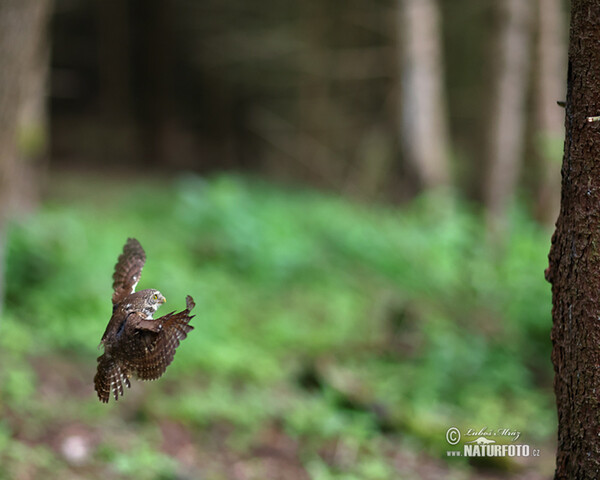 Kulíšek nejmenší (Glaucidium passerinum)