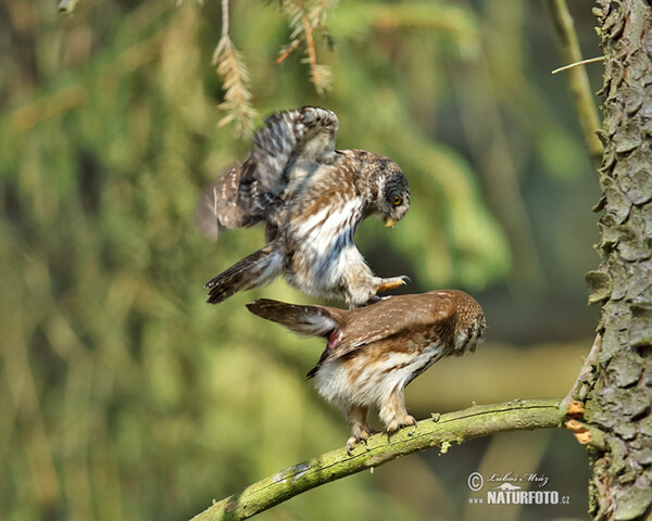 Kulíšek nejmenší (Glaucidium passerinum)