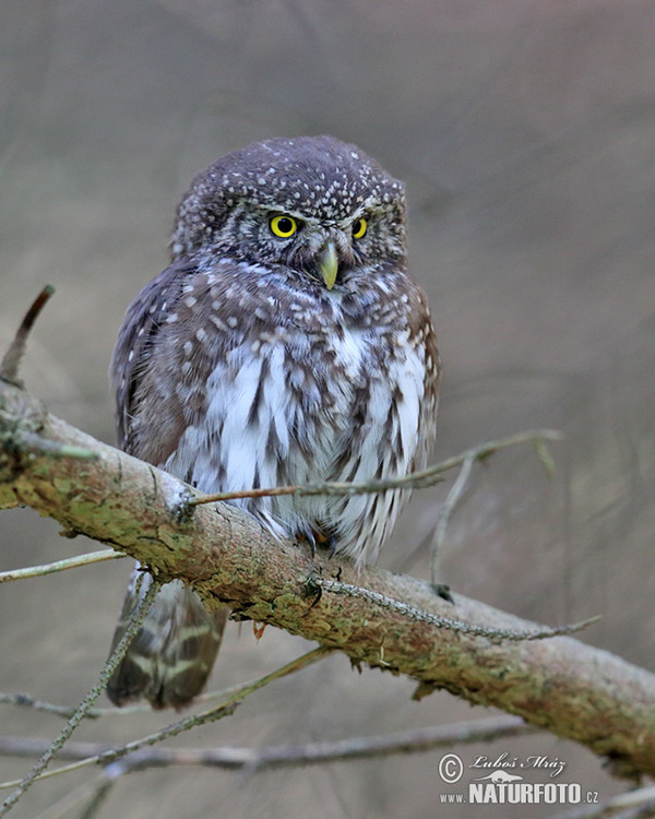 Kulíšek nejmenší (Glaucidium passerinum)