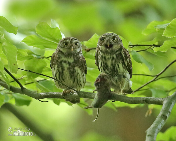 Kulíšek nejmenší (Glaucidium passerinum)