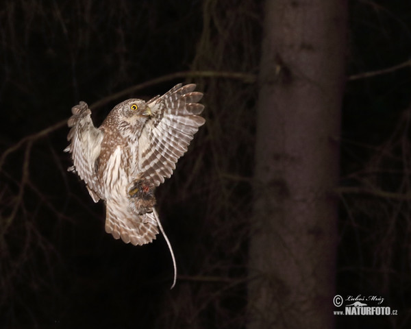 Kulíšek nejmenší (Glaucidium passerinum)