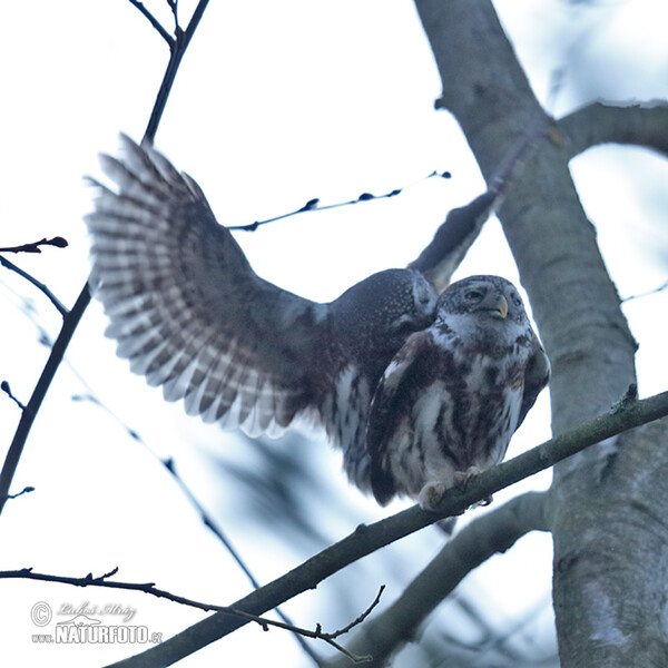 Kulíšek nejmenší (Glaucidium passerinum)