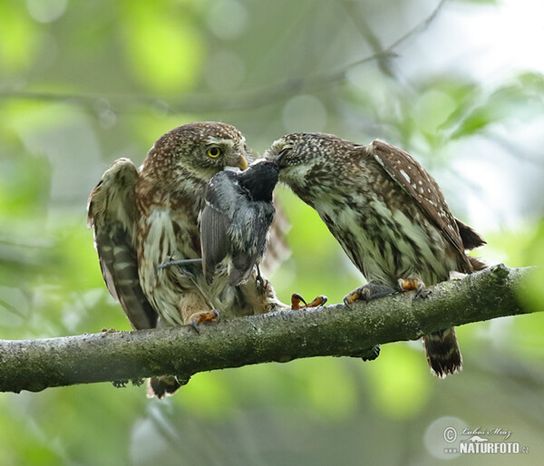 Kulíšek nejmenší (Glaucidium passerinum)