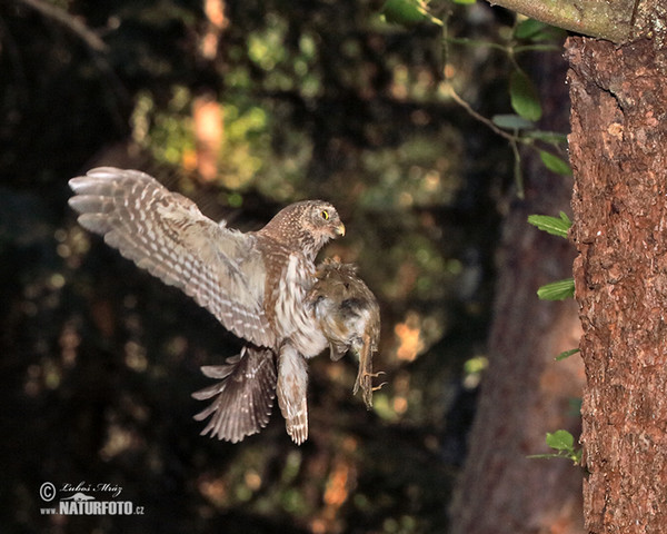 Kulíšek nejmenší (Glaucidium passerinum)