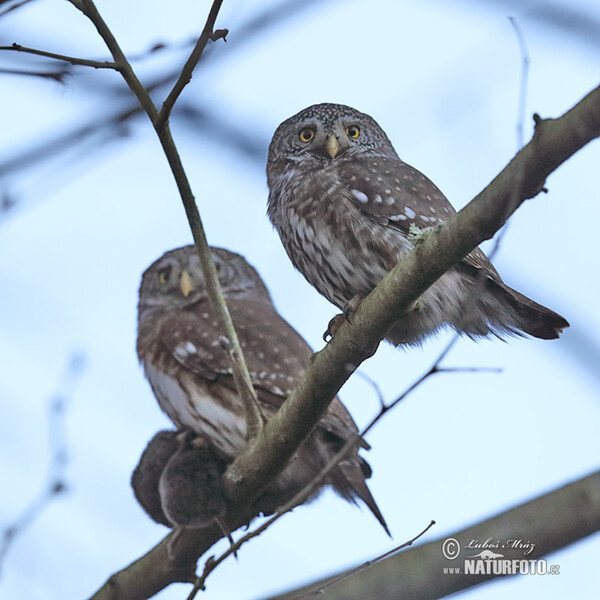 Kulíšek nejmenší (Glaucidium passerinum)