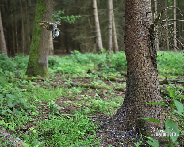 Kulíšek nejmenší (Glaucidium passerinum)