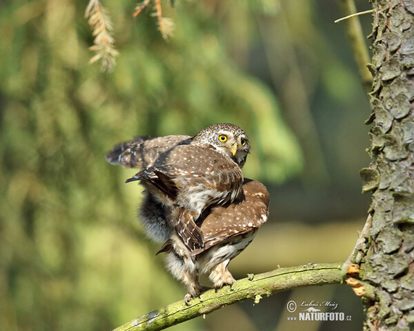 Kulíšek nejmenší (Glaucidium passerinum)