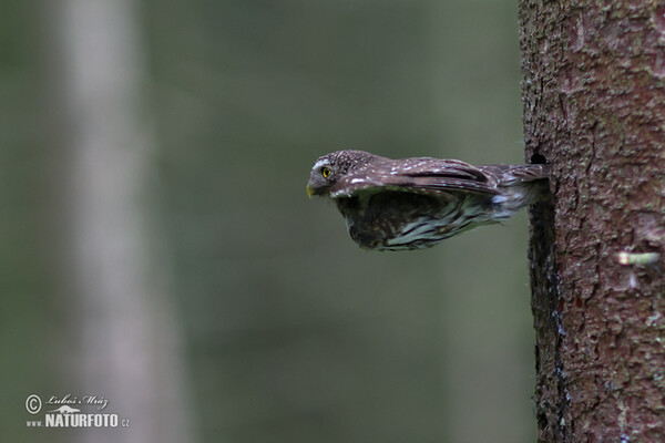 Kulíšek nejmenší (Glaucidium passerinum)