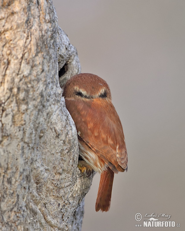 Kulíšek patagonský (Glaucidium brasillianum)