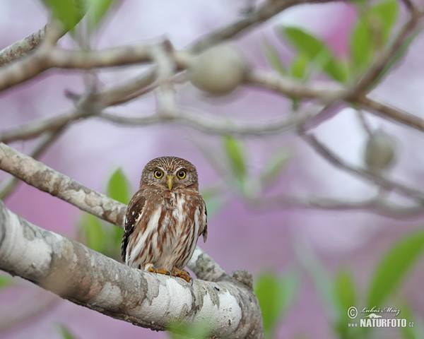 Kulíšek patagonský (Glaucidium brasillianum)