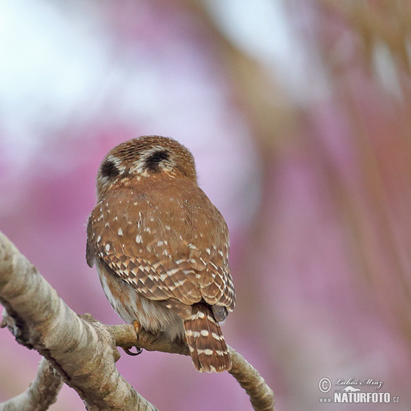 Kulíšek patagonský (Glaucidium brasillianum)