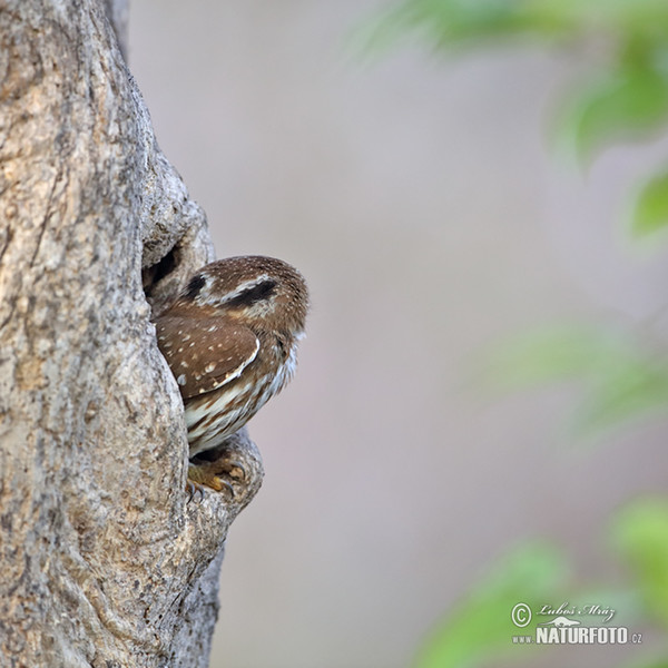 Kulíšek patagonský (Glaucidium brasillianum)