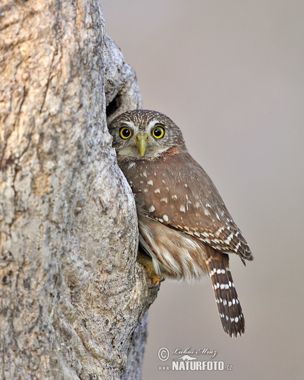 Kulíšek patagonský (Glaucidium brasillianum)