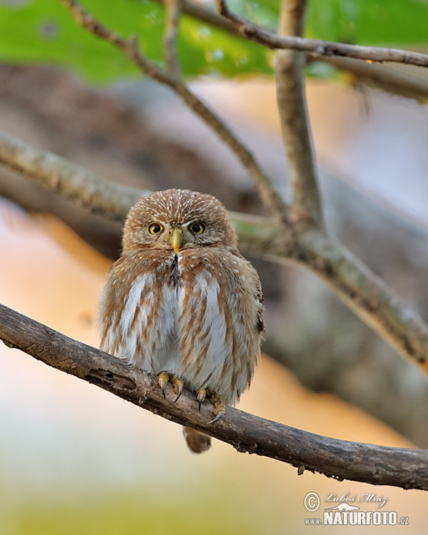 Kulíšek patagonský (Glaucidium brasillianum)